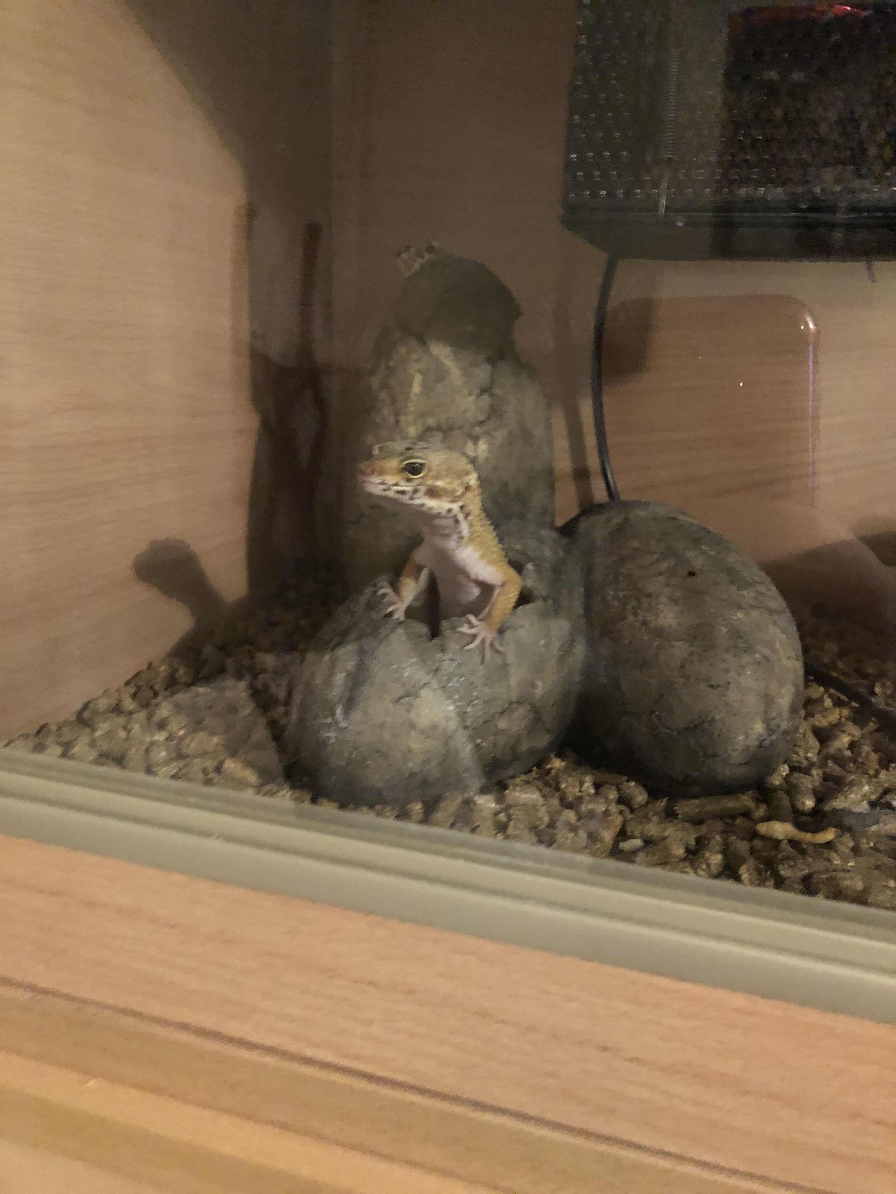 Nosey:D