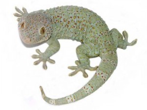 powder-blue-redspot-tokay-300x225.jpg