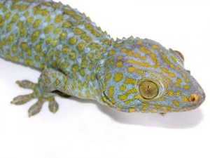 psychadelic-tokay-300x225.jpg