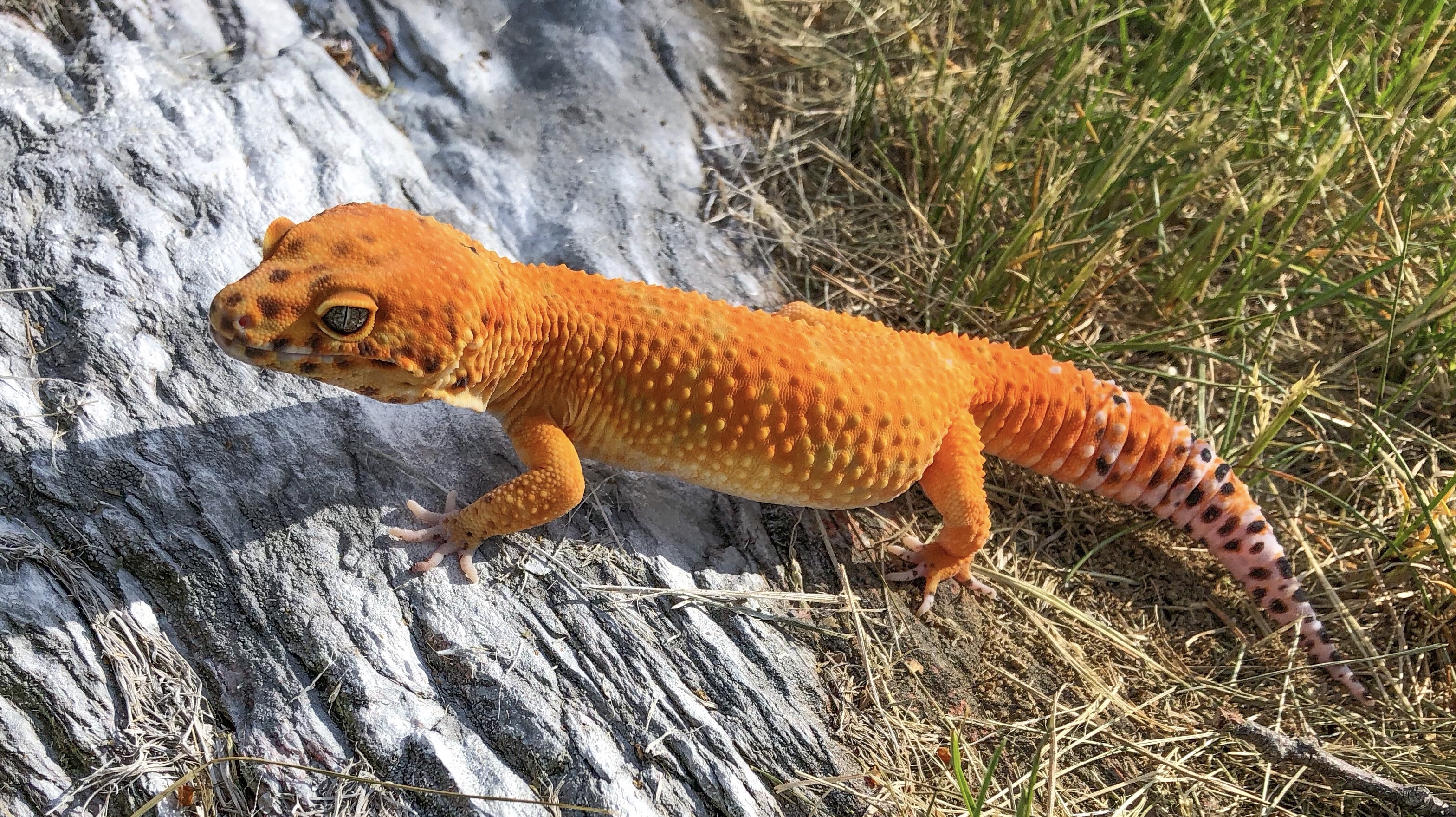Squanchy; Sykes Emerine / Inferno Male ph Tremper