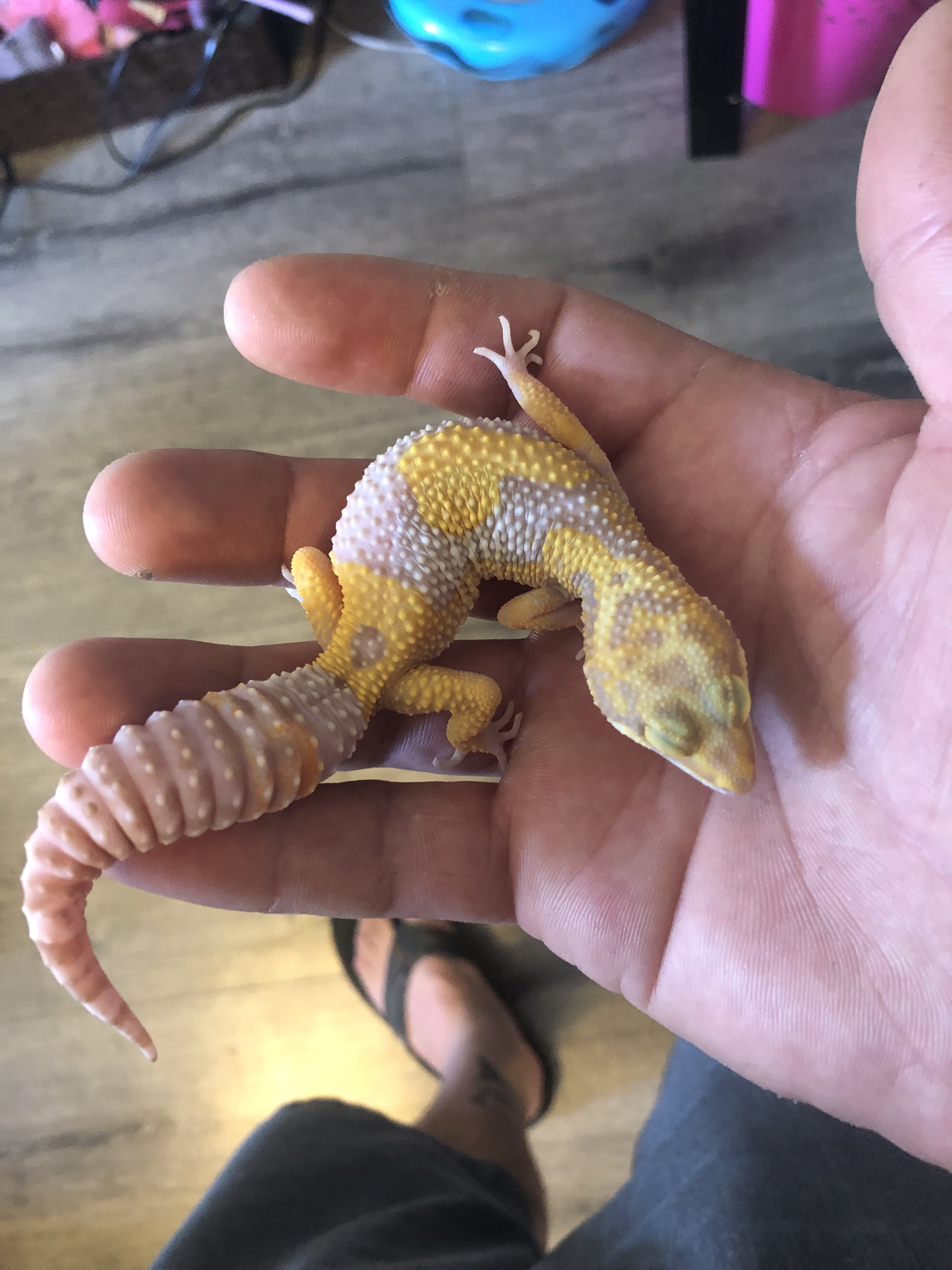 Tangerine tremper