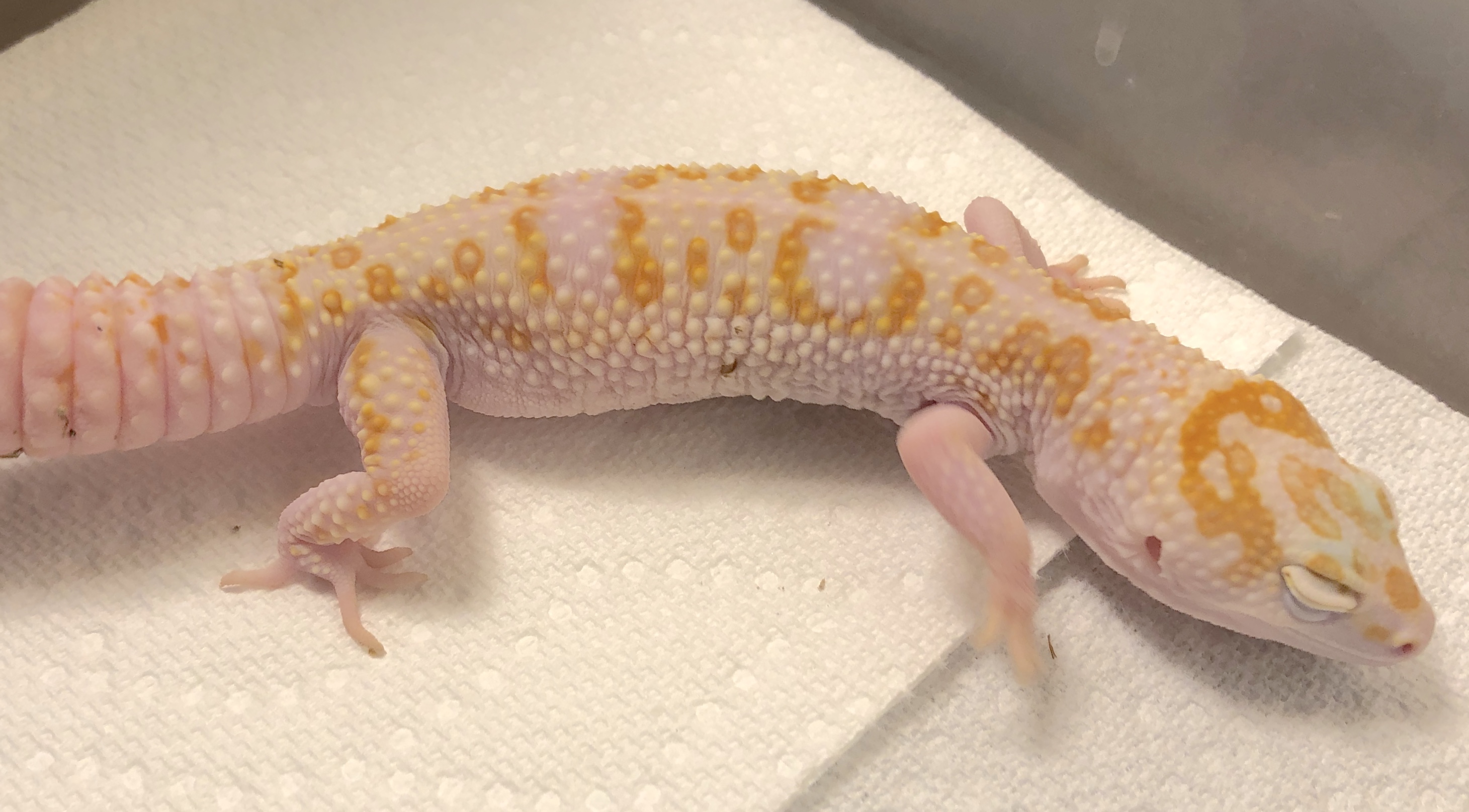 W/Y Tremper Albino Female 25% ph Eclipse