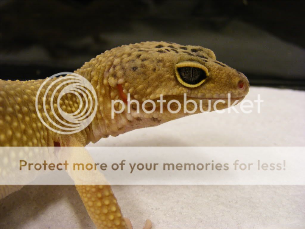 geckos034.jpg