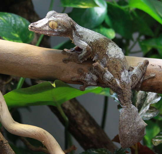 geckotime.com