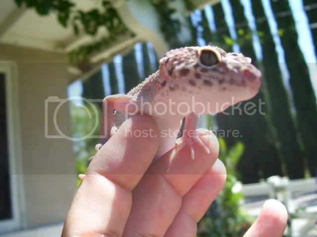 Gecko011.jpg