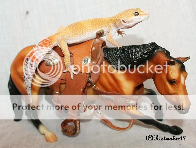 ooo068.jpg