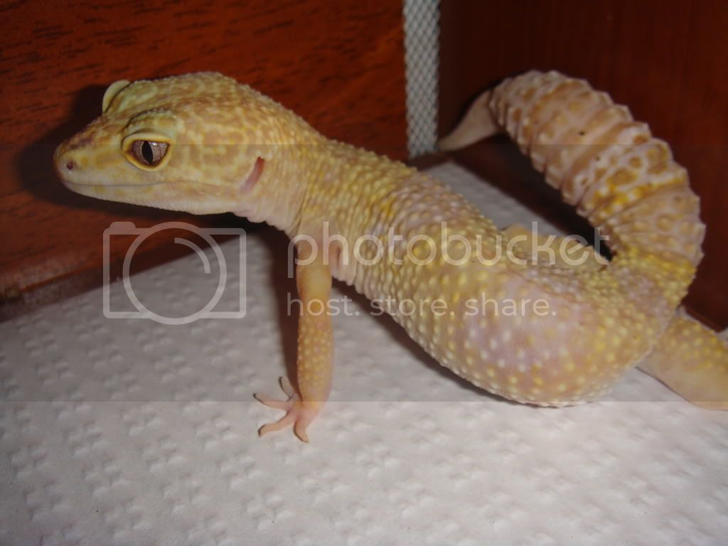 tremperalbino.jpg