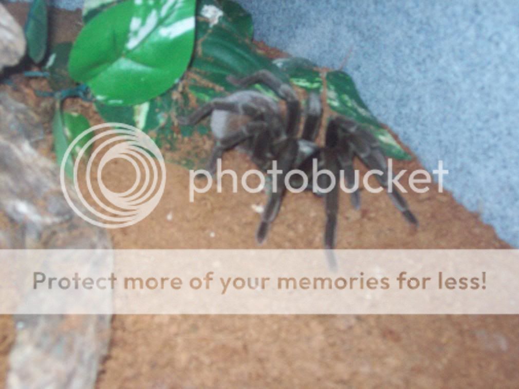 spiderpictures003.jpg