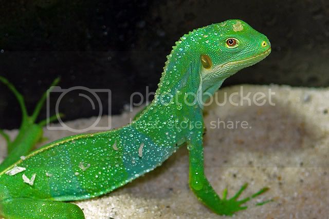 brachylophus_male03.jpg