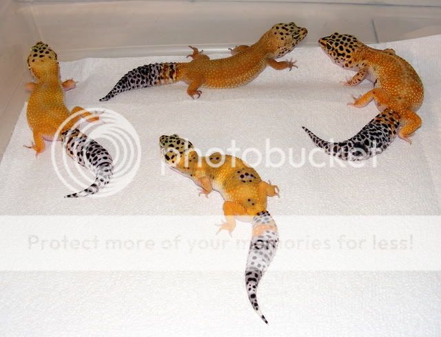 geckos014.jpg