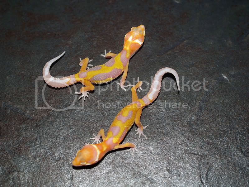 AlbinoEmerinexPatternlessstripehetr.jpg