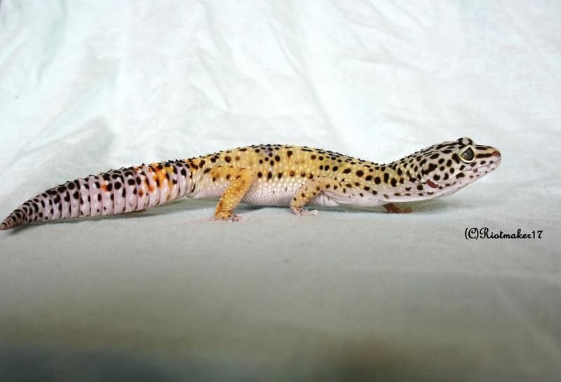 Full_Body_Pose_by_RiotMaker17.jpg