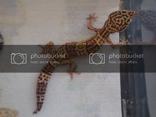 geckos002.jpg