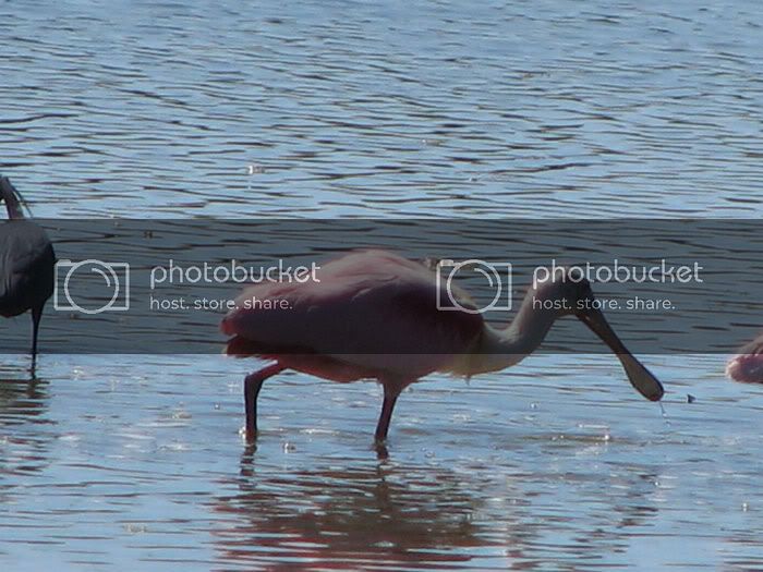 spoonbill.jpg