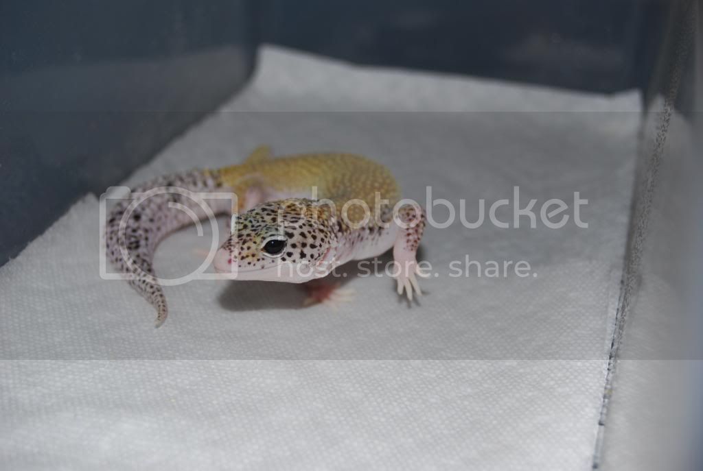 3-7-09TopShelfGeckos110.jpg