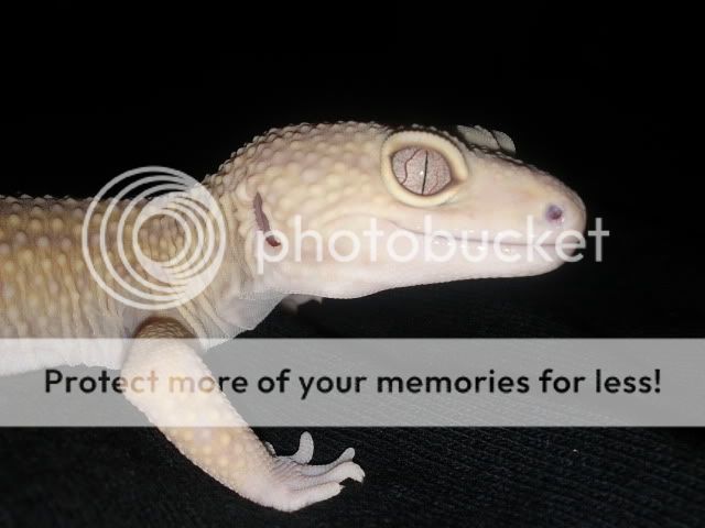 IMG_20111126_205035.jpg