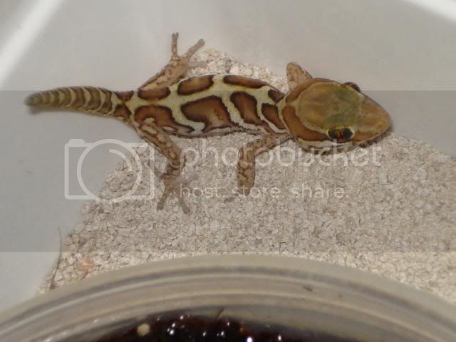 geckoniaenparoedura060.jpg