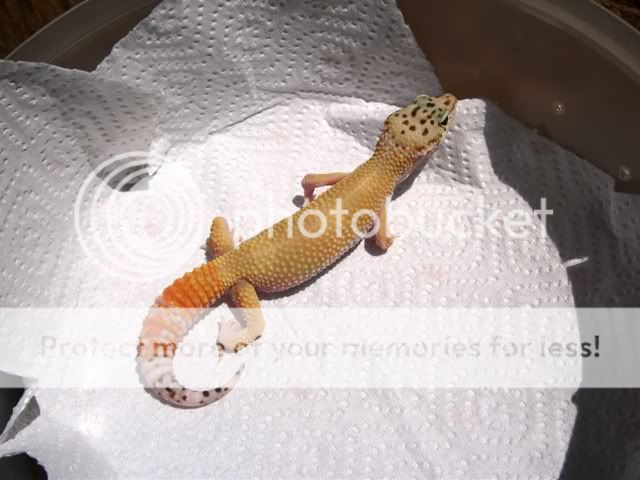 DSCF2693.jpg