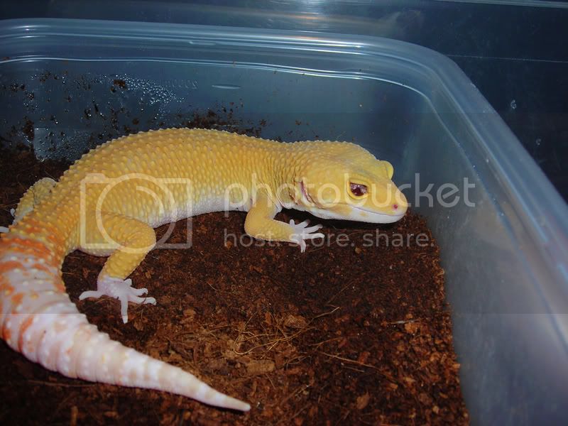 Picturegecko008.jpg