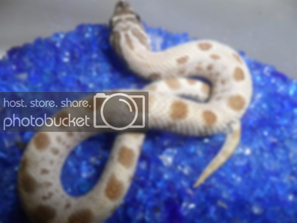 anaconda_zps1a45d881.jpg