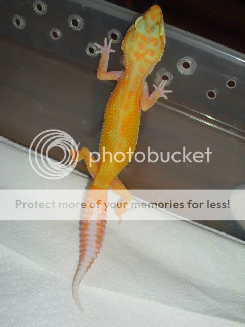 geckos2020-1.jpg