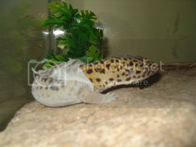 Luciphershedding001.jpg
