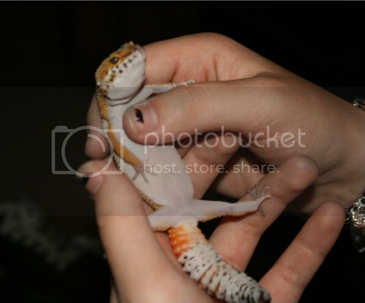 geckos110-1.jpg