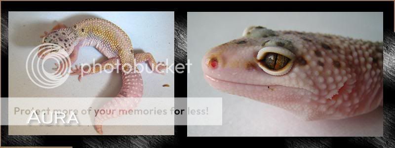 Aura.jpg