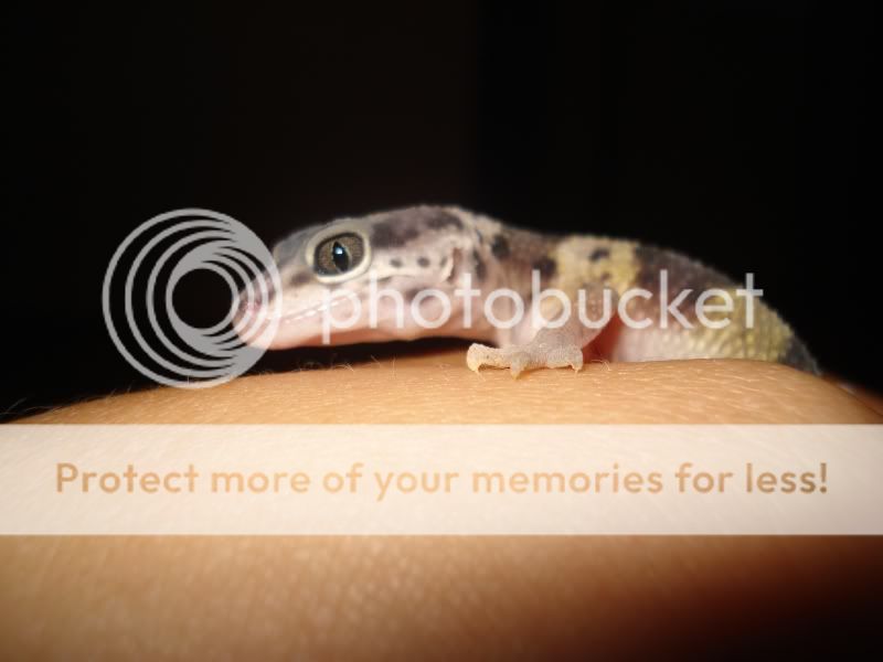 gecko132.jpg