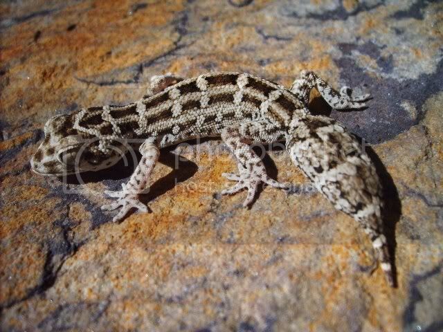 ViperGeckoPics2007062.jpg