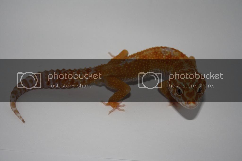 Geckos007.jpg