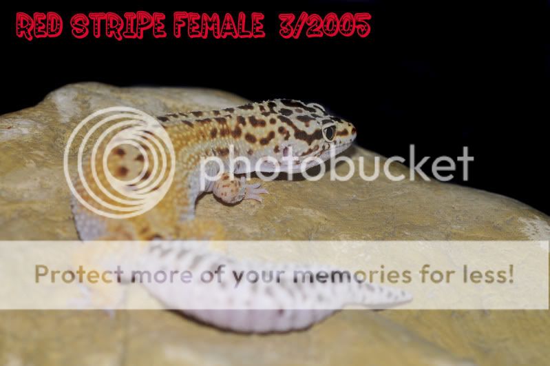 DSC_4525.jpg