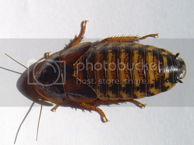 SNV38871.jpg