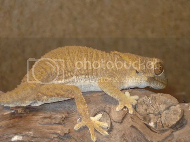 geckoniaenparoedura132.jpg