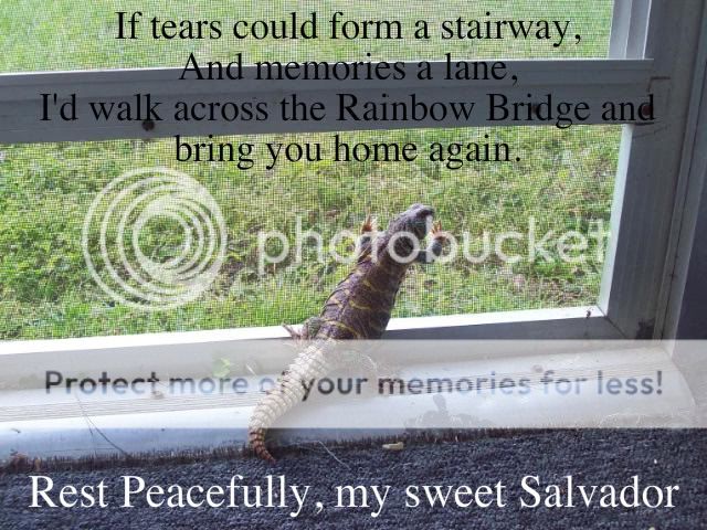 Salvador003-1.jpg