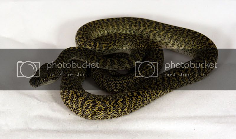 2011-granite-male-fresh-shed-040912.jpg