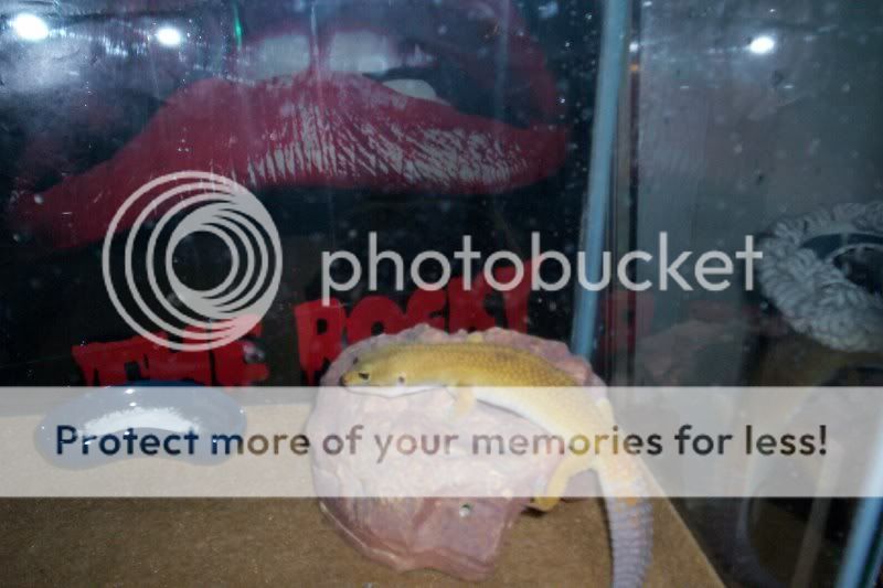 gecko1005-1.jpg