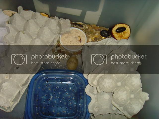 SNV37300.jpg