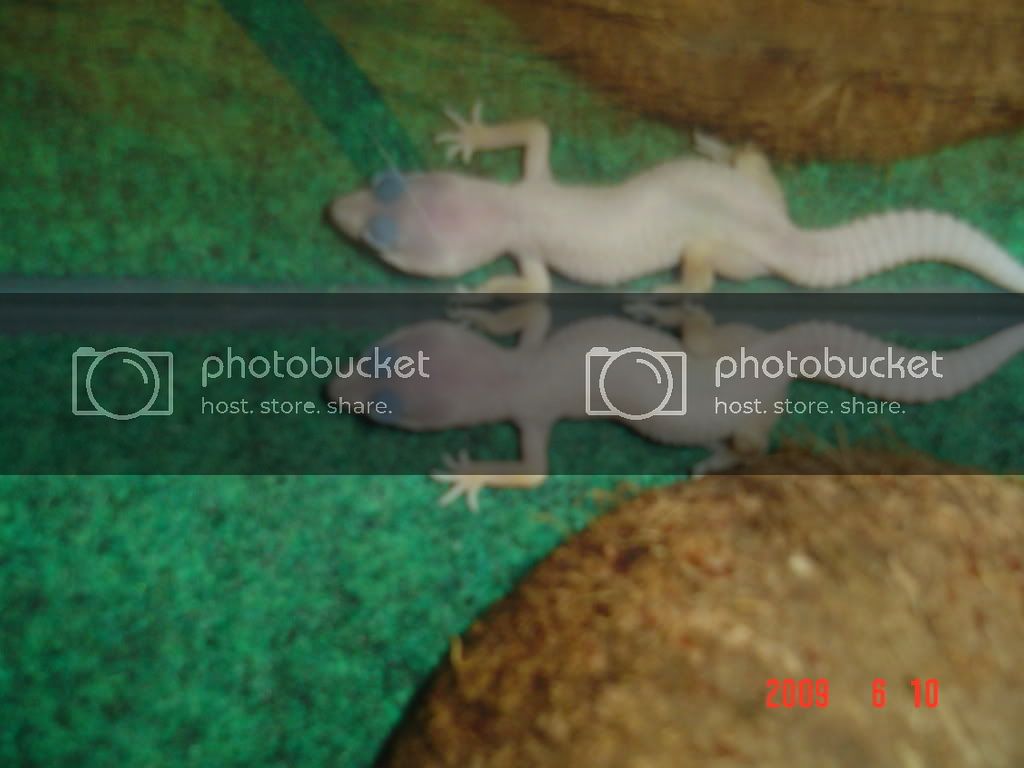 Newlizard3.jpg