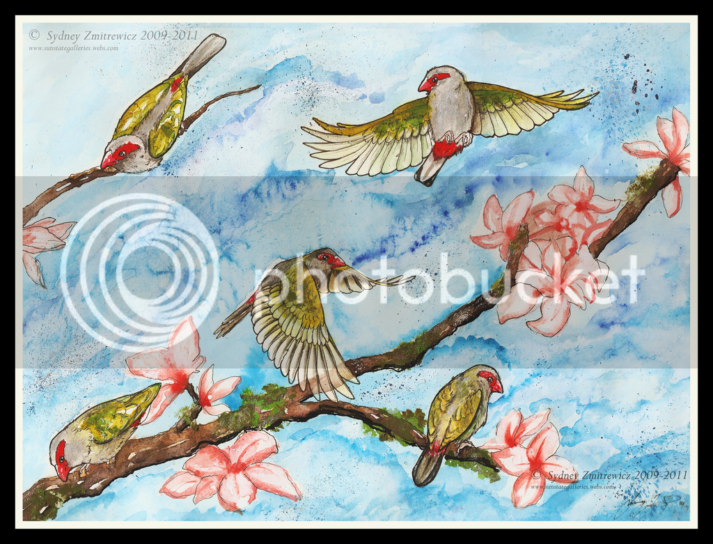 red_browed_finch_by_taigaamur-d4c7uks.png