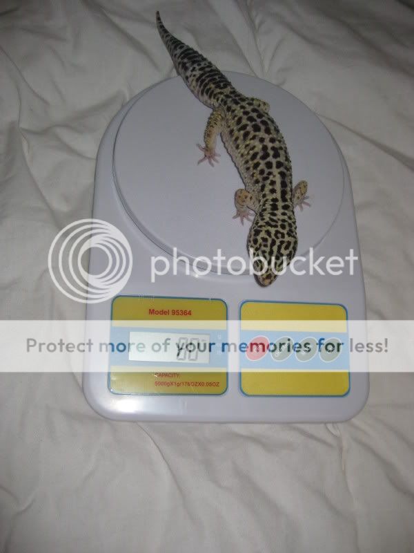 kidsandpets09104.jpg