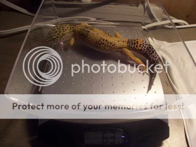 geckos019.jpg