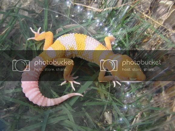 geckos005-1.jpg