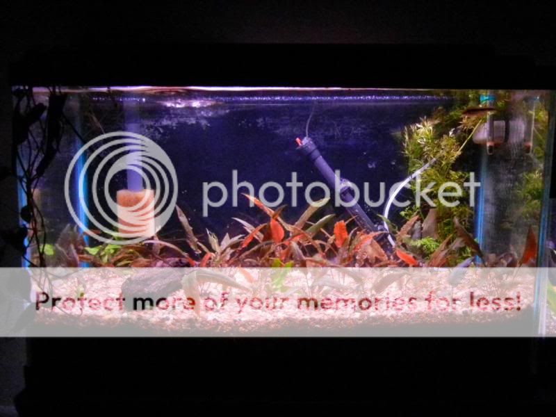 Aquariums2011029.jpg