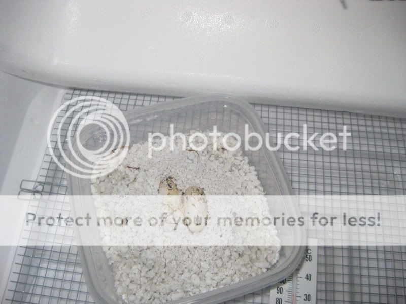 kidsandpets09_2154.jpg