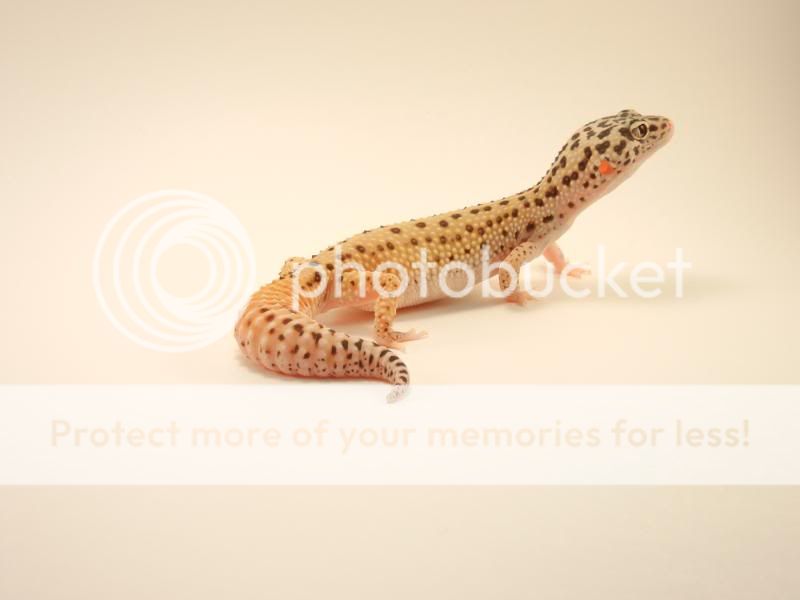 GeckosApril2011012.jpg