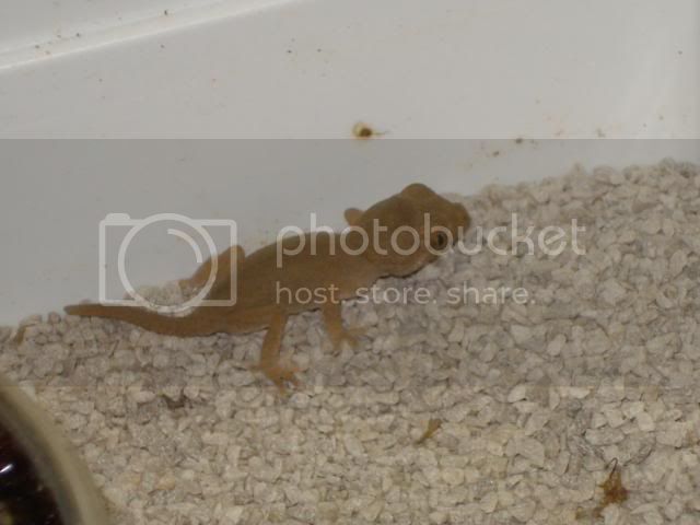 geckoniaenparoedura033.jpg