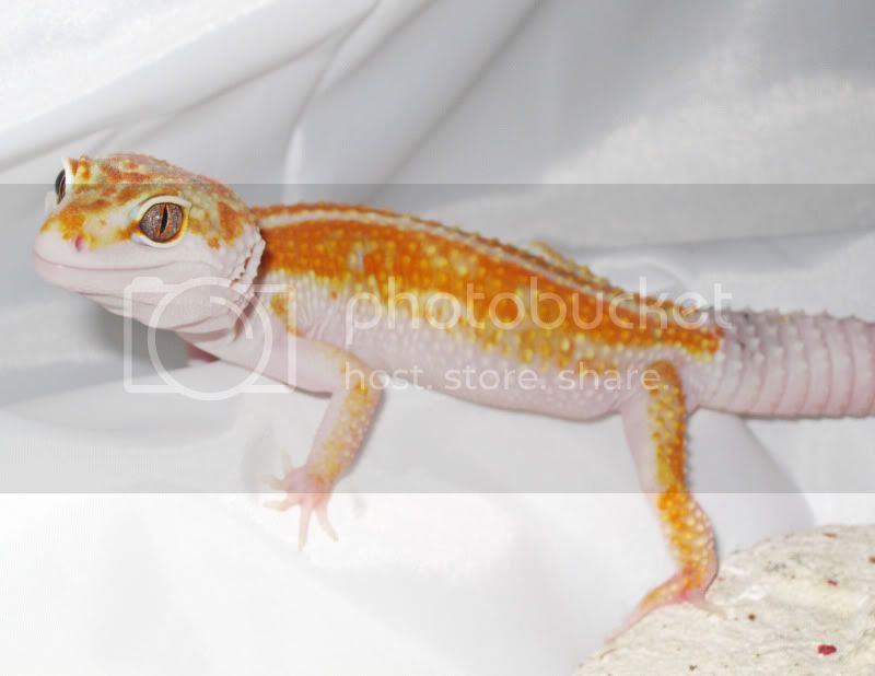 DekoGeckoDec.jpg