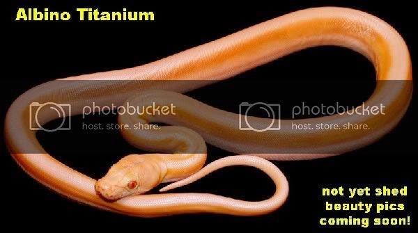 AlbinoTitanium.jpg