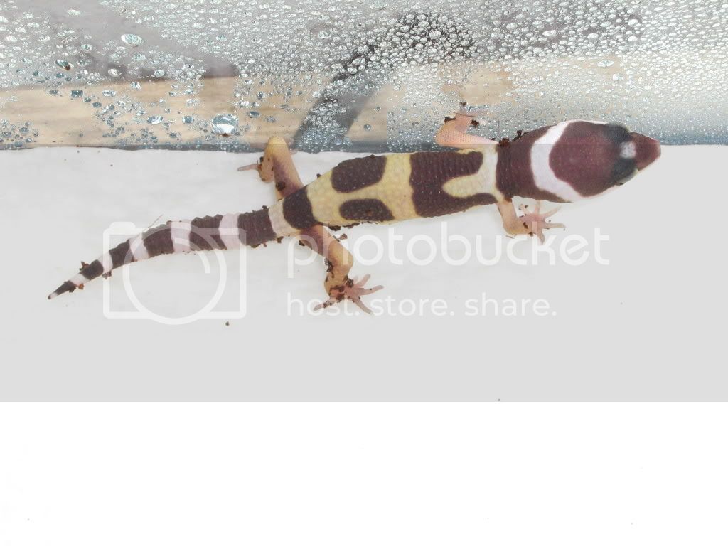 Geckos060.jpg